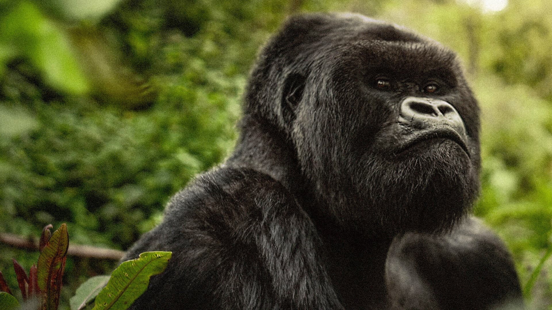 movie poster for A Gorilla Story: Told by David Attenborough