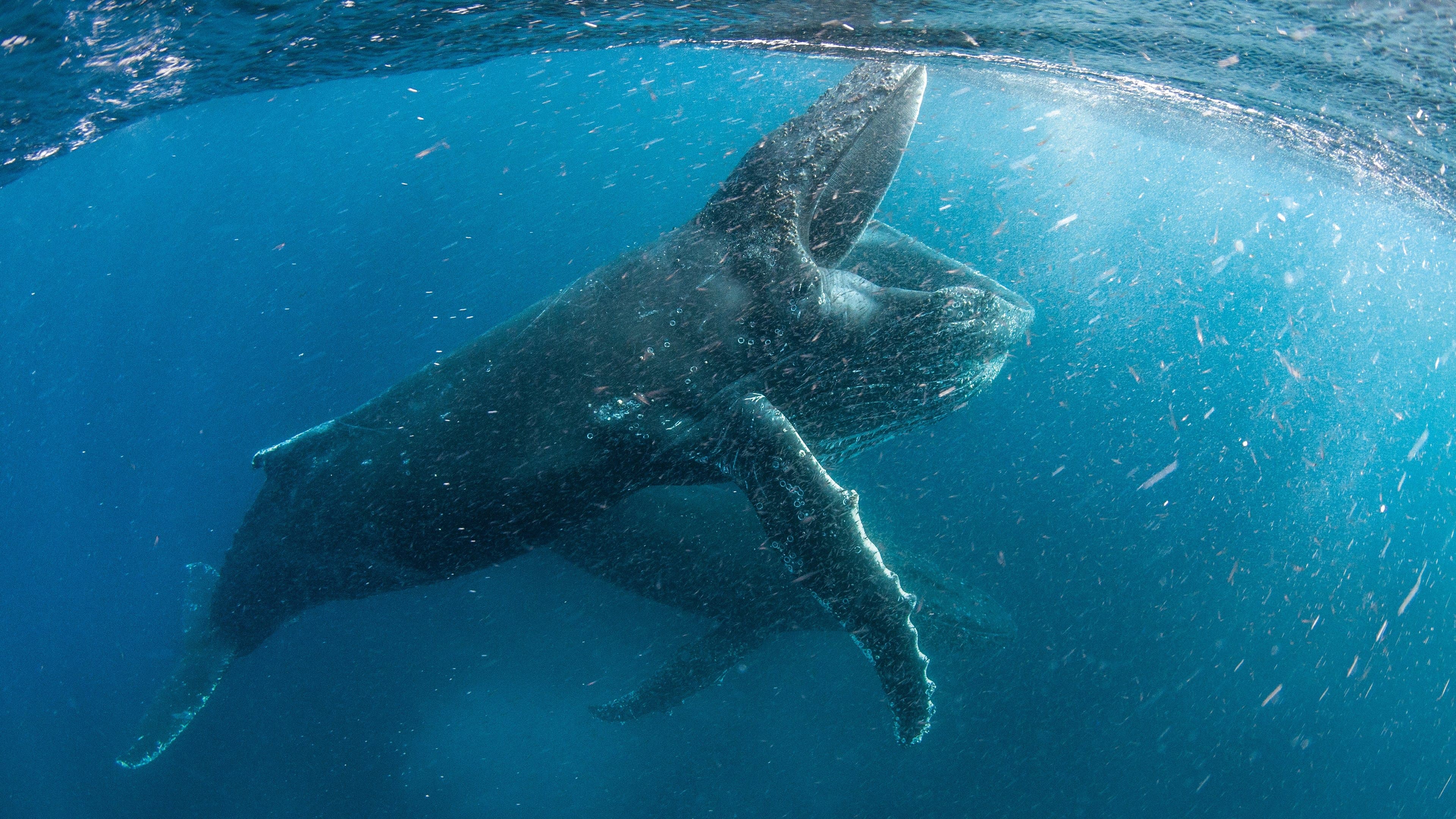 movie poster for undefined