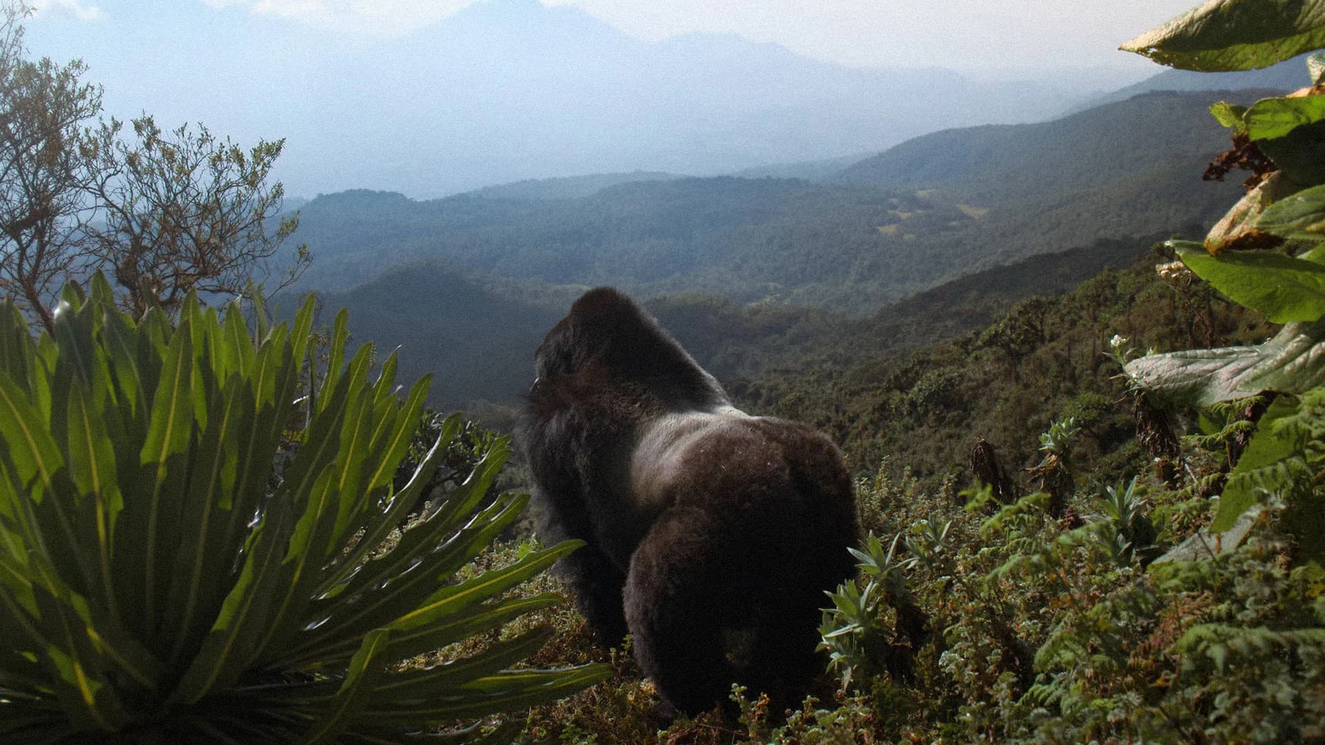 movie poster for A Gorilla Story: Told by David Attenborough